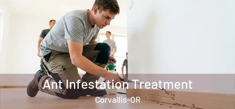 Ant Infestation Treatment Corvallis-OR