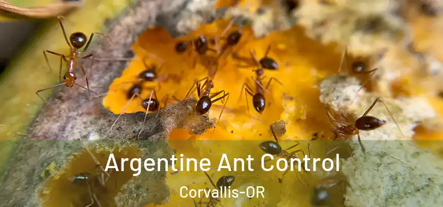  Argentine Ant Control Corvallis-OR
