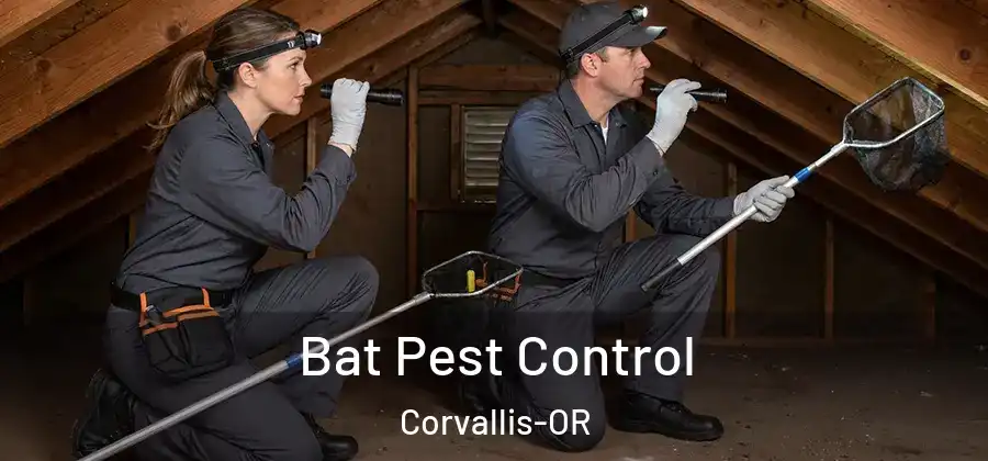  Bat Pest Control Corvallis-OR