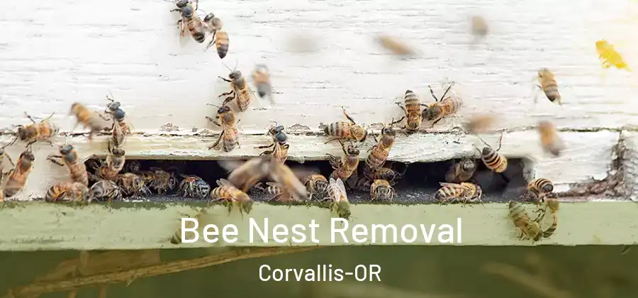 Bee Nest Removal Corvallis-OR
