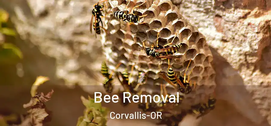 Bee Removal Corvallis-OR