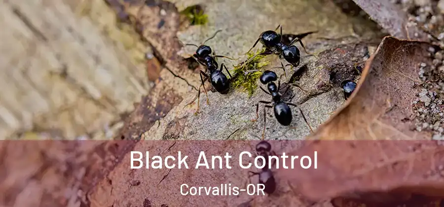  Black Ant Control Corvallis-OR