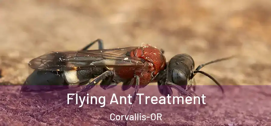  Flying Ant Treatment Corvallis-OR
