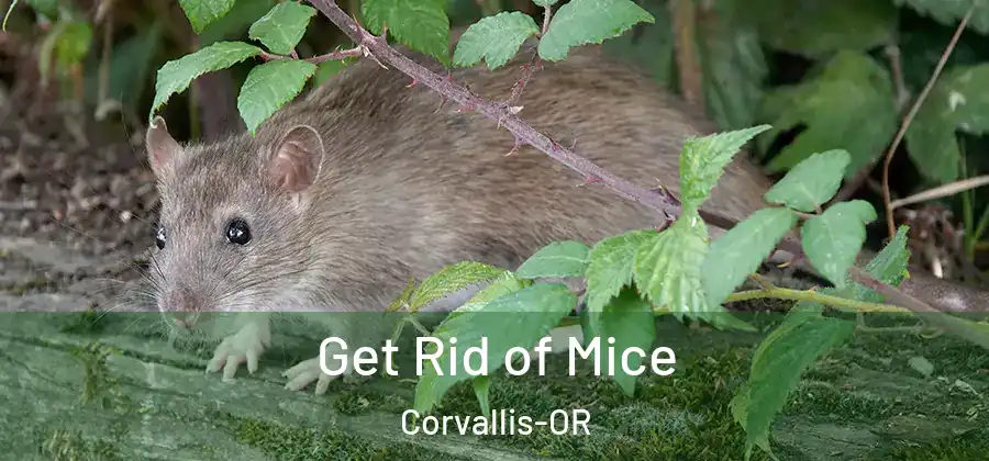 Get Rid of Mice Corvallis-OR