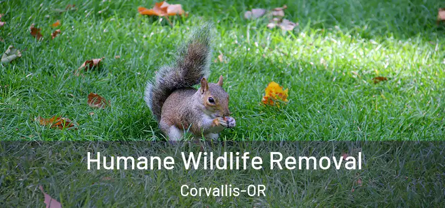  Humane Wildlife Removal Corvallis-OR