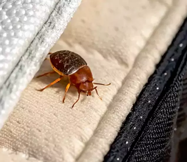 Trusted Bed Bug Prevention Specialists in Corvallis, OR