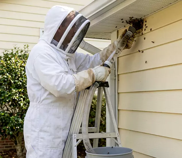 Your Affordable Bee Removal Company in Corvallis, OR