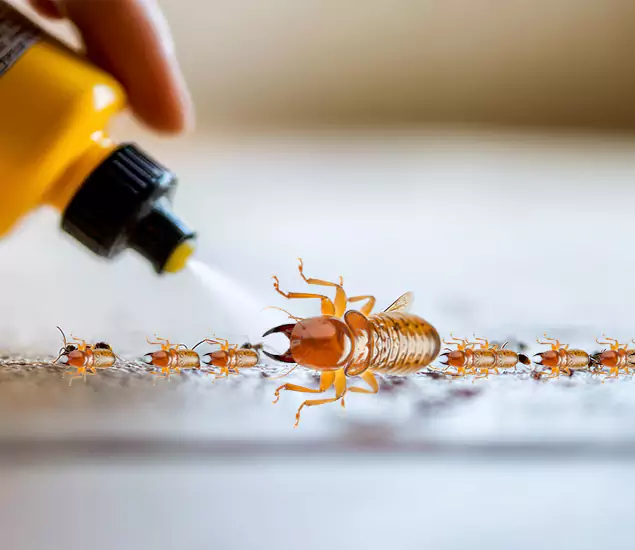 Reliable Bora Care Termite Experts in Corvallis, OR