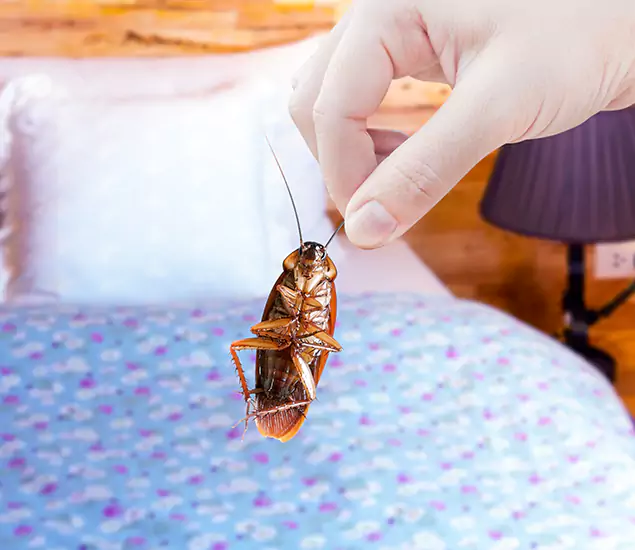 Expert Roach Control Services: Your Cockroach Pest Control in Corvallis, OR