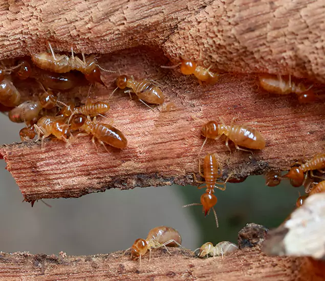 About Our Drywood Termite Treatment Experts in Corvallis, OR