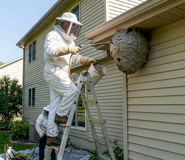 Expert Wasp Nest Removal: Your Local Wasp Nest Removal Company in Corvallis, OR