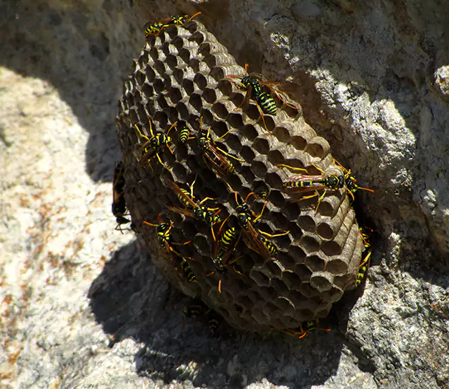 Your Local Hornet Removal Company in Corvallis, OR