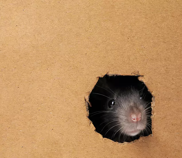 Rats in Attic Removal Experts in Corvallis, OR