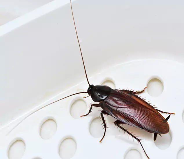 Trusted Cockroach Exterminator: Your Roach Control Services in Corvallis, OR