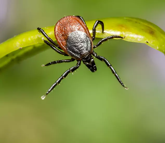 Your Trusted Tick Pest Control in Corvallis, OR