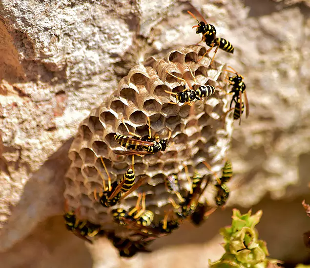Your Best Wasp Removal Company in Corvallis, OR