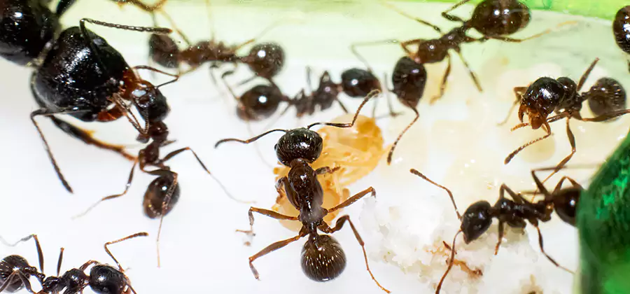Argentine Ant Barrier Treatment in Corvallis