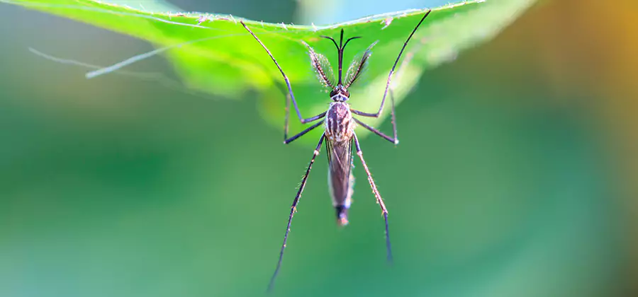 Natural Mosquito Spray for Yard in Corvallis