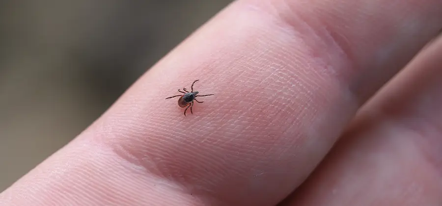 Infection Prevention for Bed Bug Bites in Corvallis