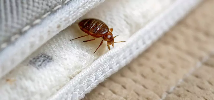 Tenting Bed Bug Fumigation in Corvallis