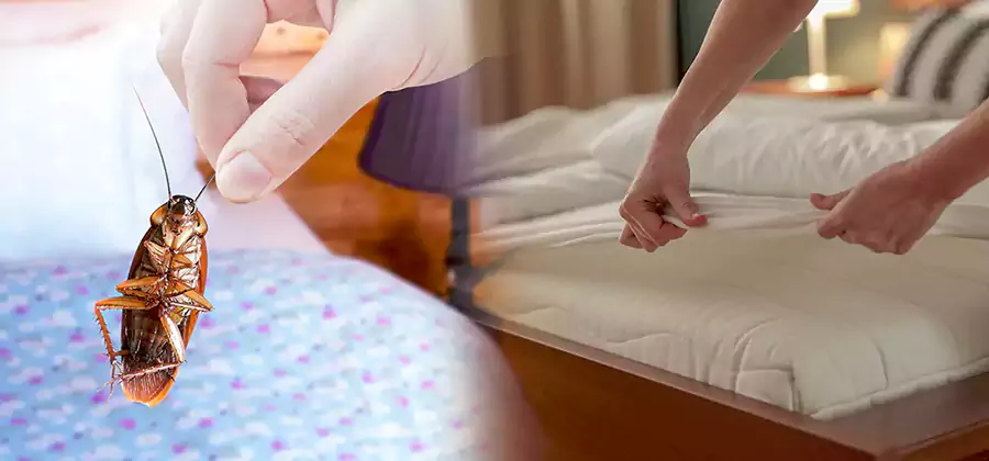 Bed Bug Home Extermination Service in Corvallis