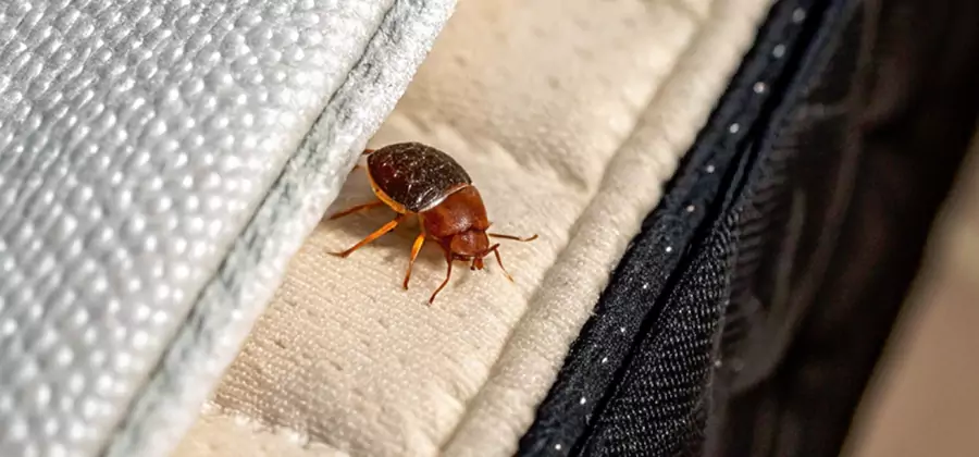 Commercial Bed Bug Control in Corvallis