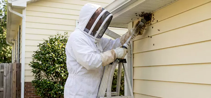 Ground Bee Removal in Corvallis
