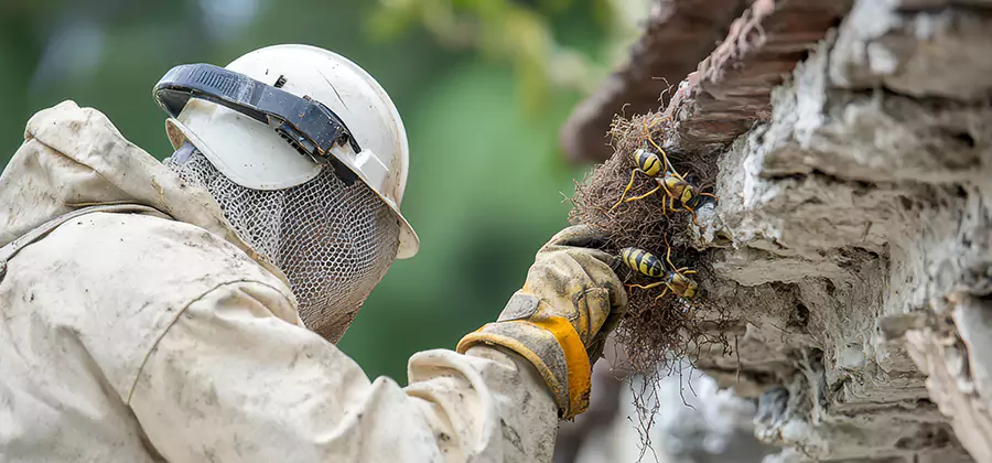 Bee and Wasp Hornet Removal in Corvallis