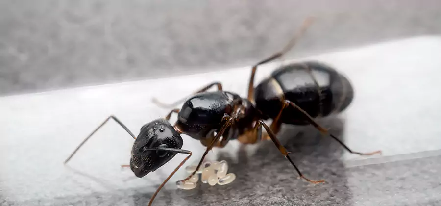 Black Ants in Kitchen Elimination in Corvallis