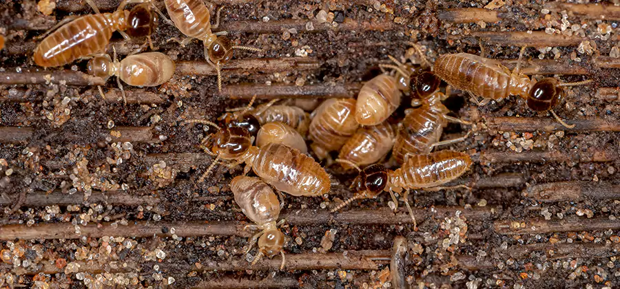 Bora Care Residential Termite Control in Corvallis