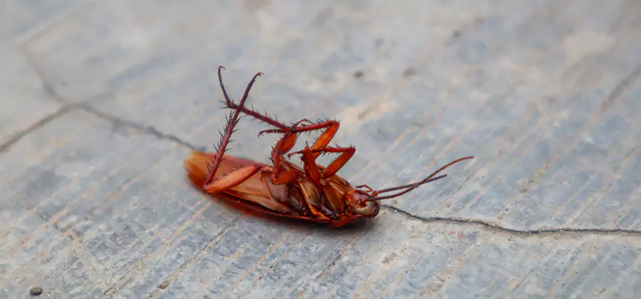Cockroach Eradication for Commercial Properties in Corvallis