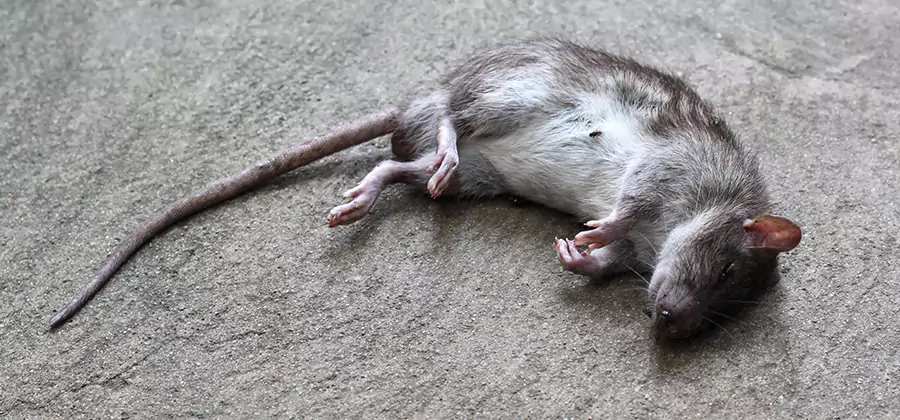 Dead Rat Disposal in Corvallis