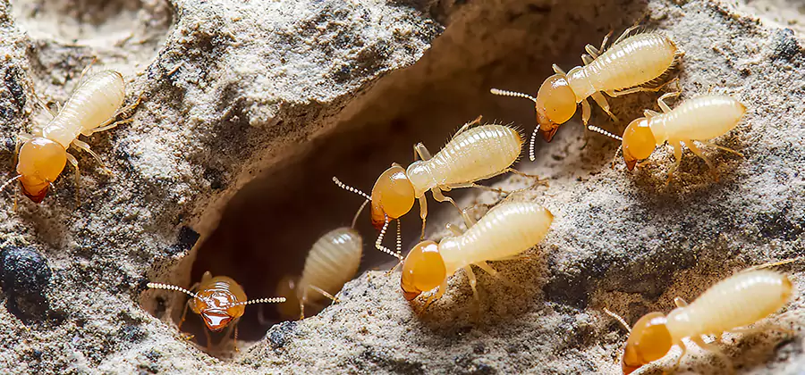 Termite Exterminator Services in Corvallis