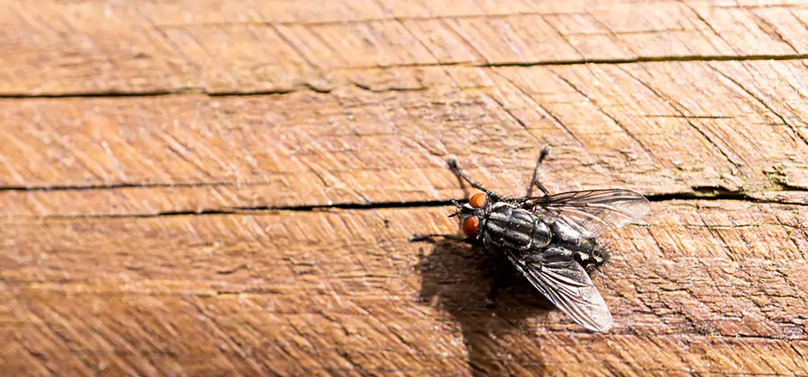 Flying Ant Barrier Treatment in Corvallis