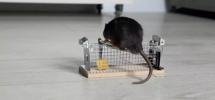 Mice in Attic Removal Corvallis