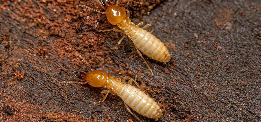 Structural Heat Termite Treatment in Corvallis