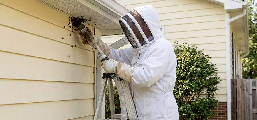 Wasp Nest in Wall Removal in Corvallis