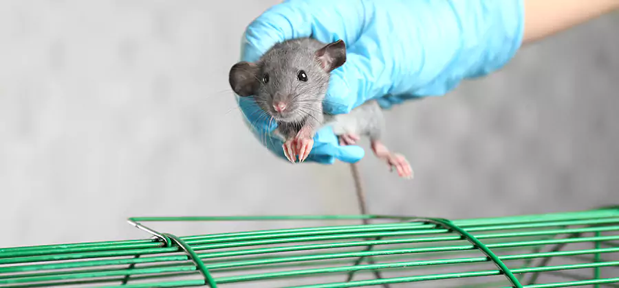 Humane Rat Trapping in Corvallis