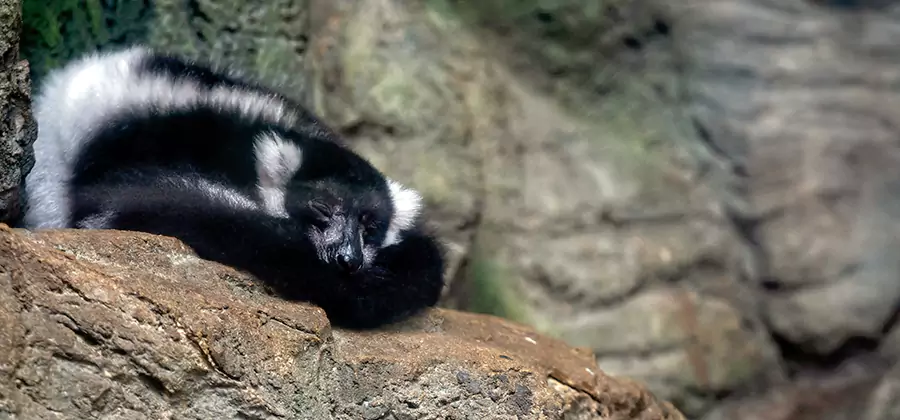 Humane Skunk Removal in Corvallis