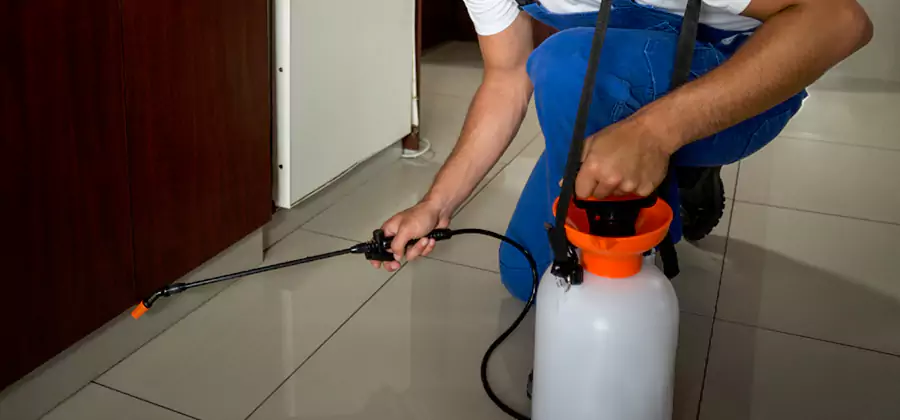 Indoor Insect Killer Solutions in Corvallis