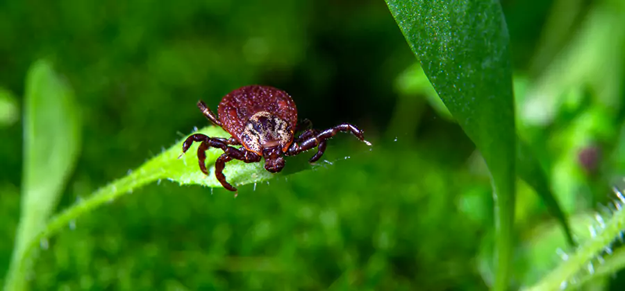 Tick Prevention for Yard in Corvallis