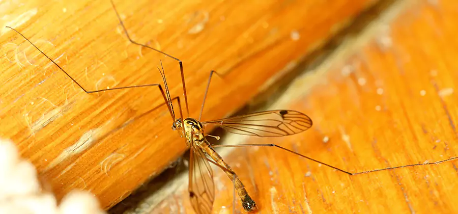 Exterior Mosquito Control in Corvallis