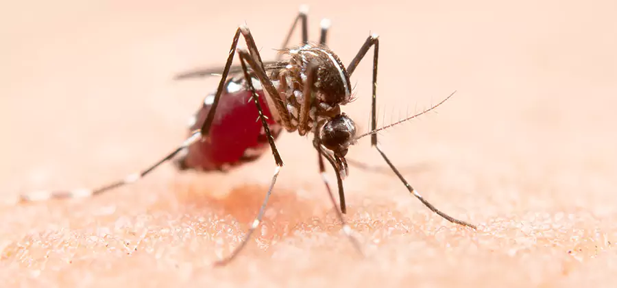 Indoor Mosquito Killer and Interior Control in Corvallis