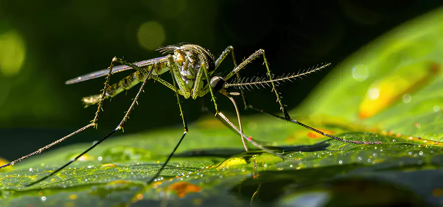 Tick and Mosquito Spray in Corvallis