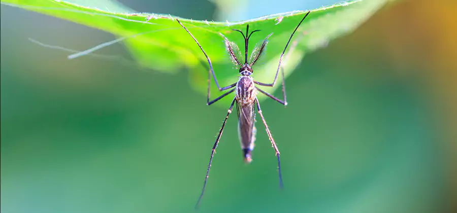 Home Defense Insect Killer in Corvallis
