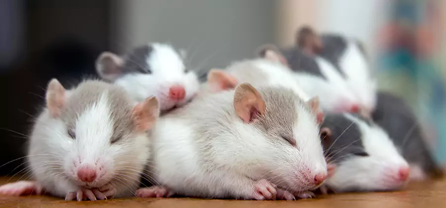 Corvallis Pet Safe Mice Control