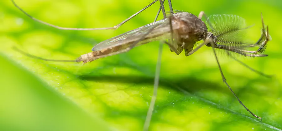 Herbal Mosquito Repellent Treatment in Corvallis