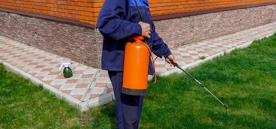 Non Toxic Termite Treatment in Corvallis