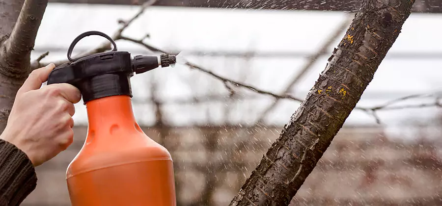 Orange Oil Structural Cavity Treatment in Corvallis