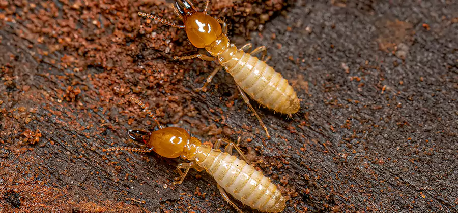 Natural Ant Hill Killer Treatment in Corvallis